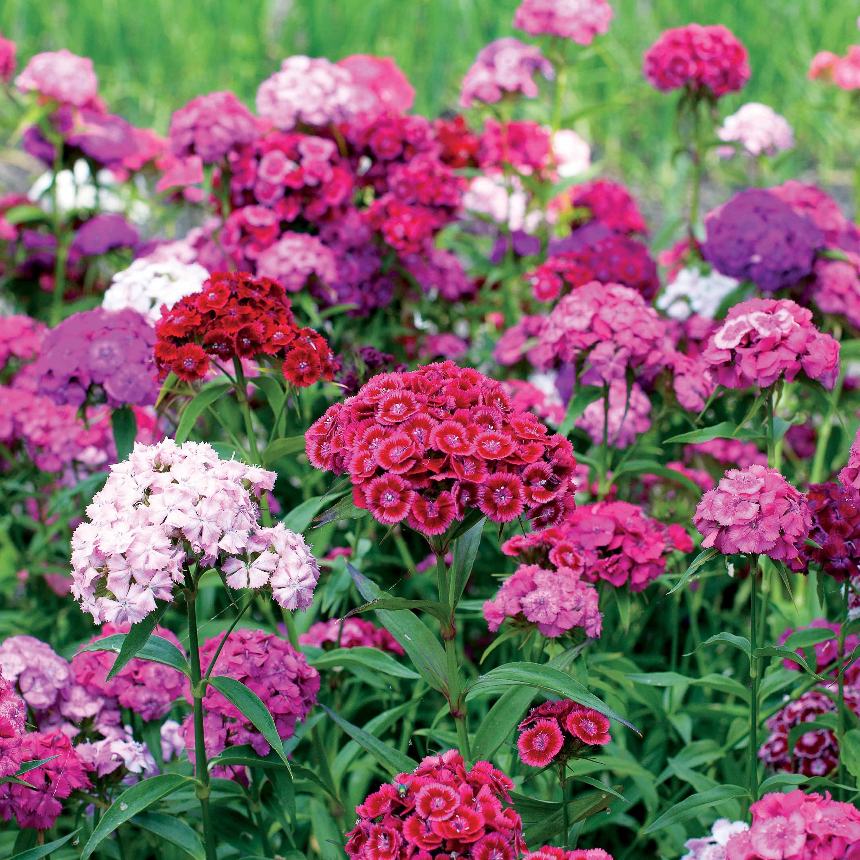 Bakker Oeillet poète Dianthus 3 pots Ø 9cm mélange couleurs