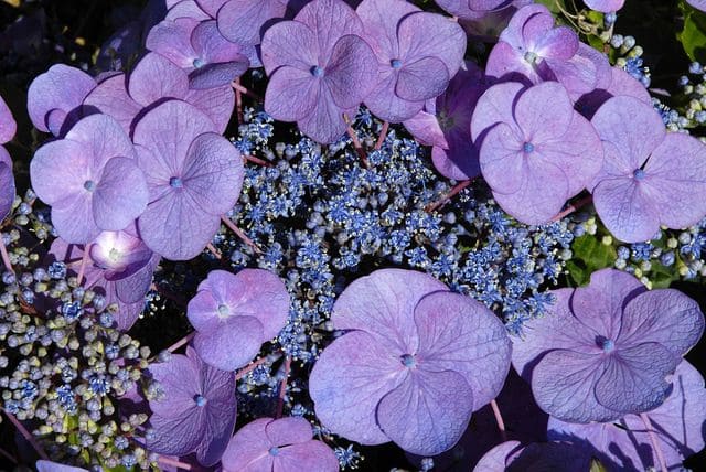 Les Hortensias du Haut Bois Hydrangea macrophylla Mousmée hortensia blanc