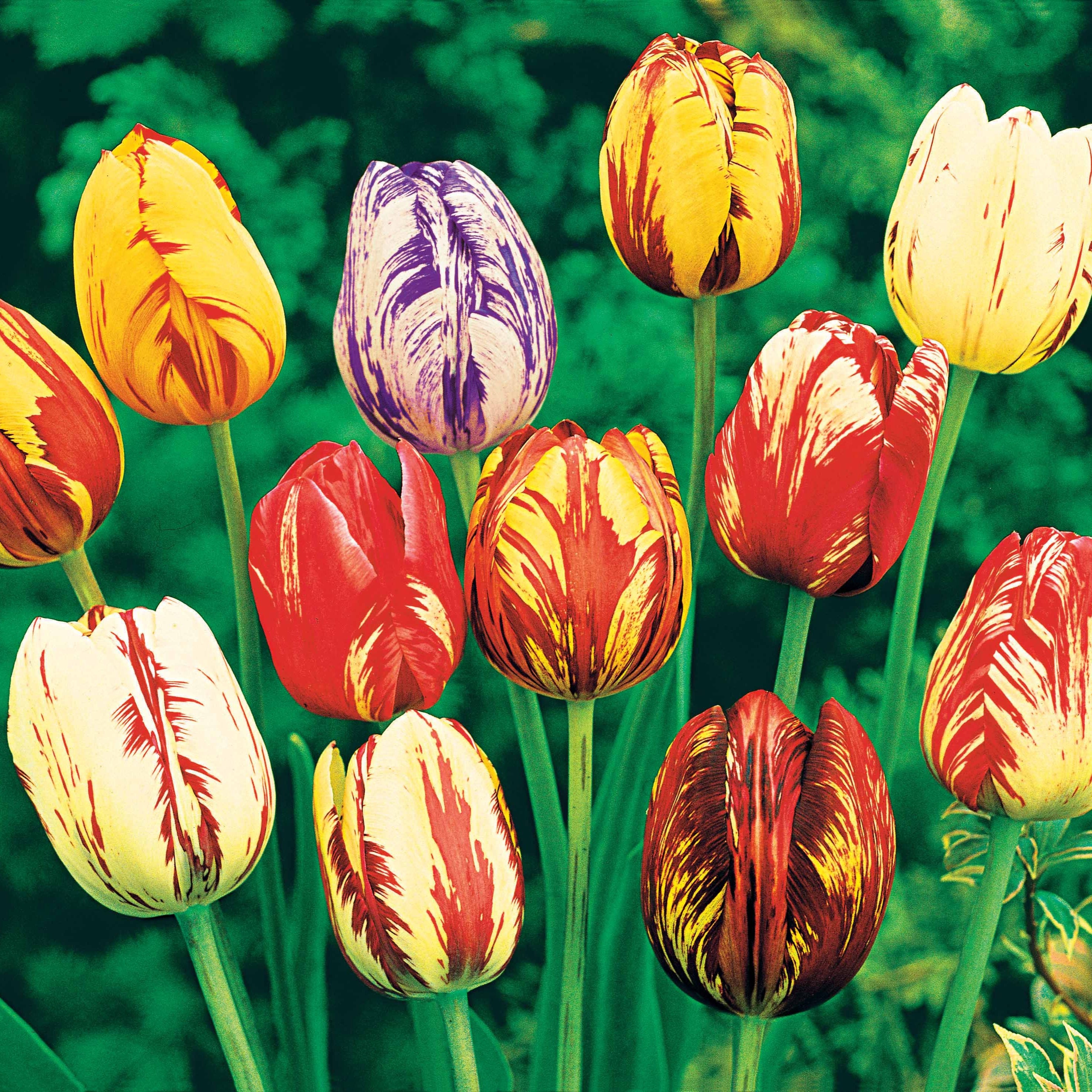 Bakker Tulipes Flammées bulbes sachet 20 mélange bicolore