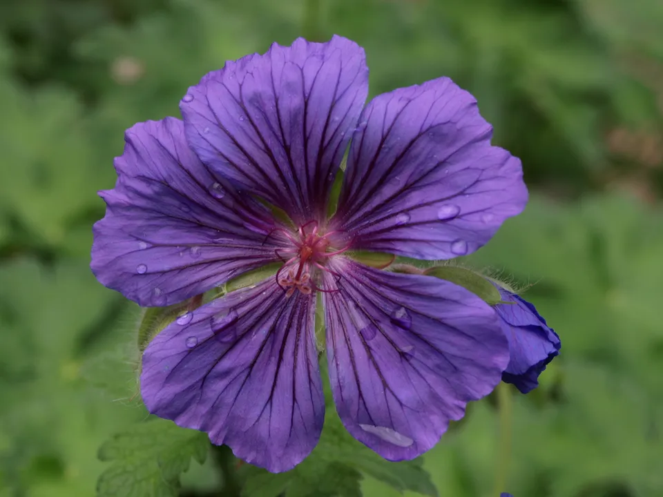 Passion Vivaces Géranium Alan Mayes plante vivace pot 1L bleu violacé