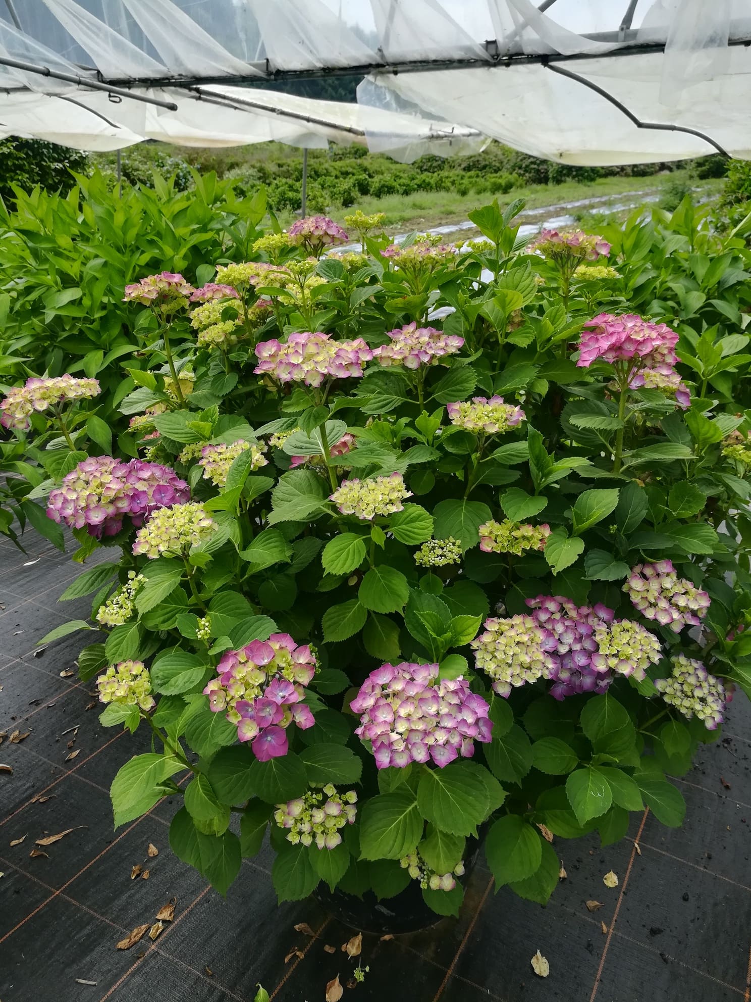 Heinrich Seidel Hydrangea macrophylla hortensia boule rose