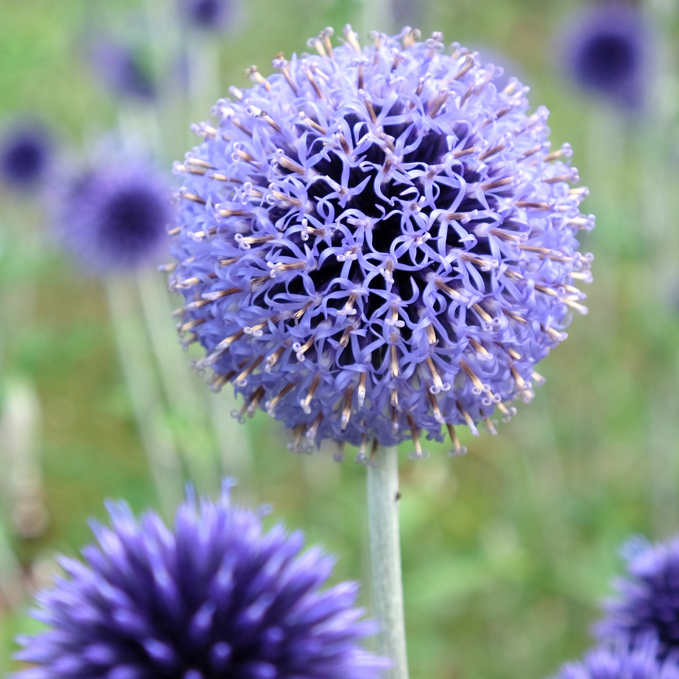 Bakker Veitch's Blue boules azurées pot 9cm bleu acier