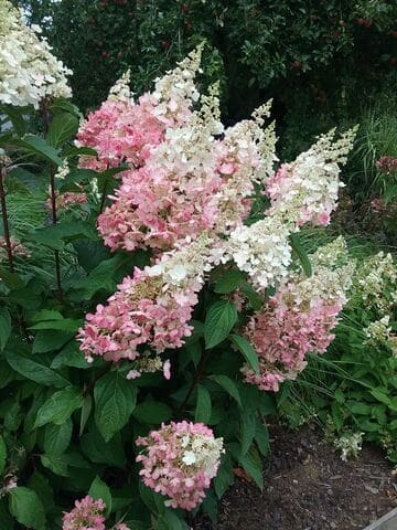 Les Hortensias du Haut Bois Pinky Winky hortensia paniculata rose