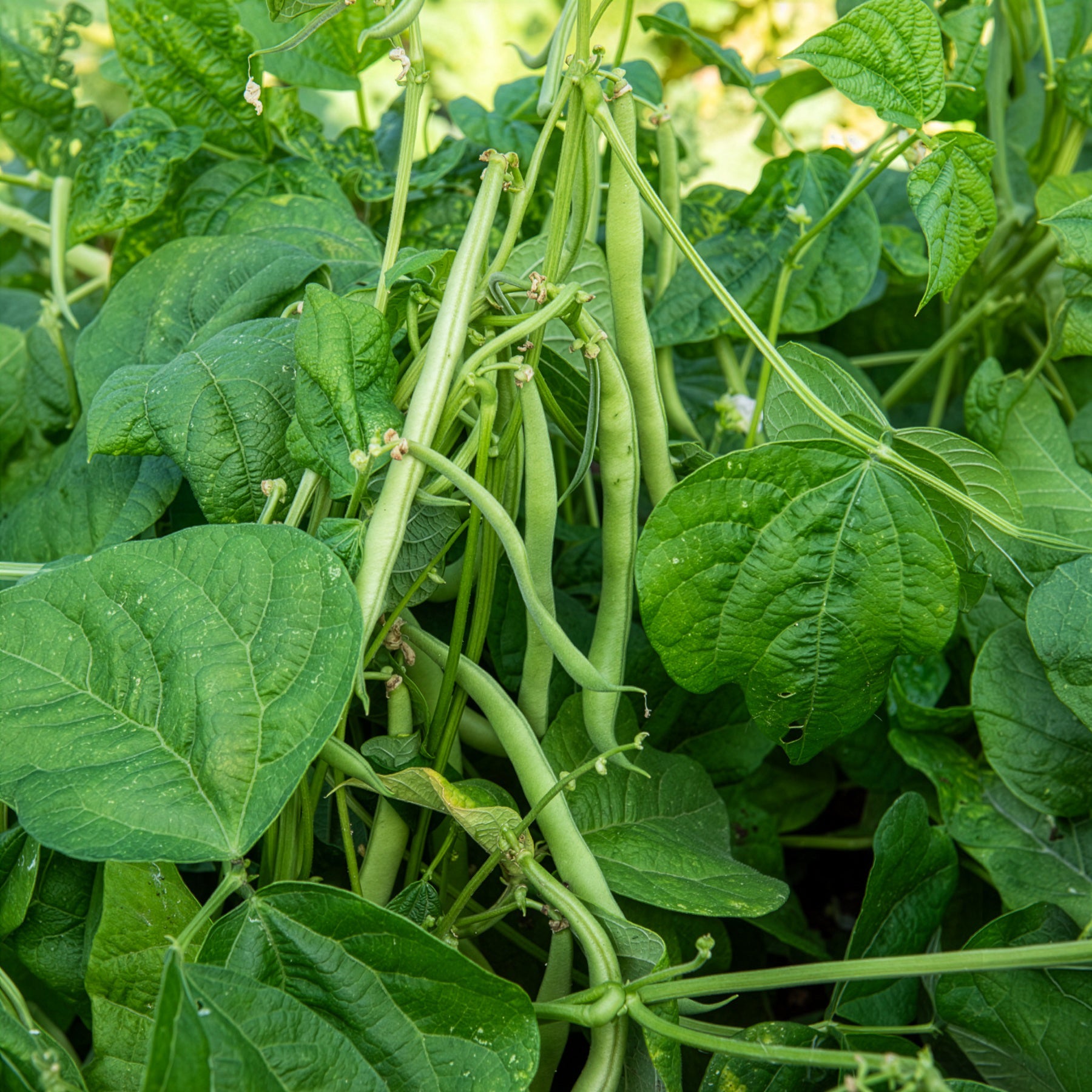 Bakker Haricot nain Maxi mangetout sachet 100 g