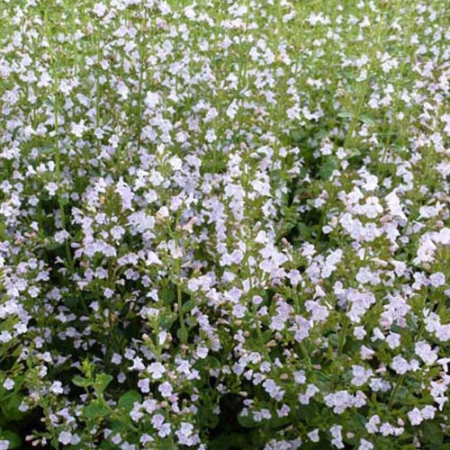 Bakker Petit calament vivace pot 9cm fleurs blanches