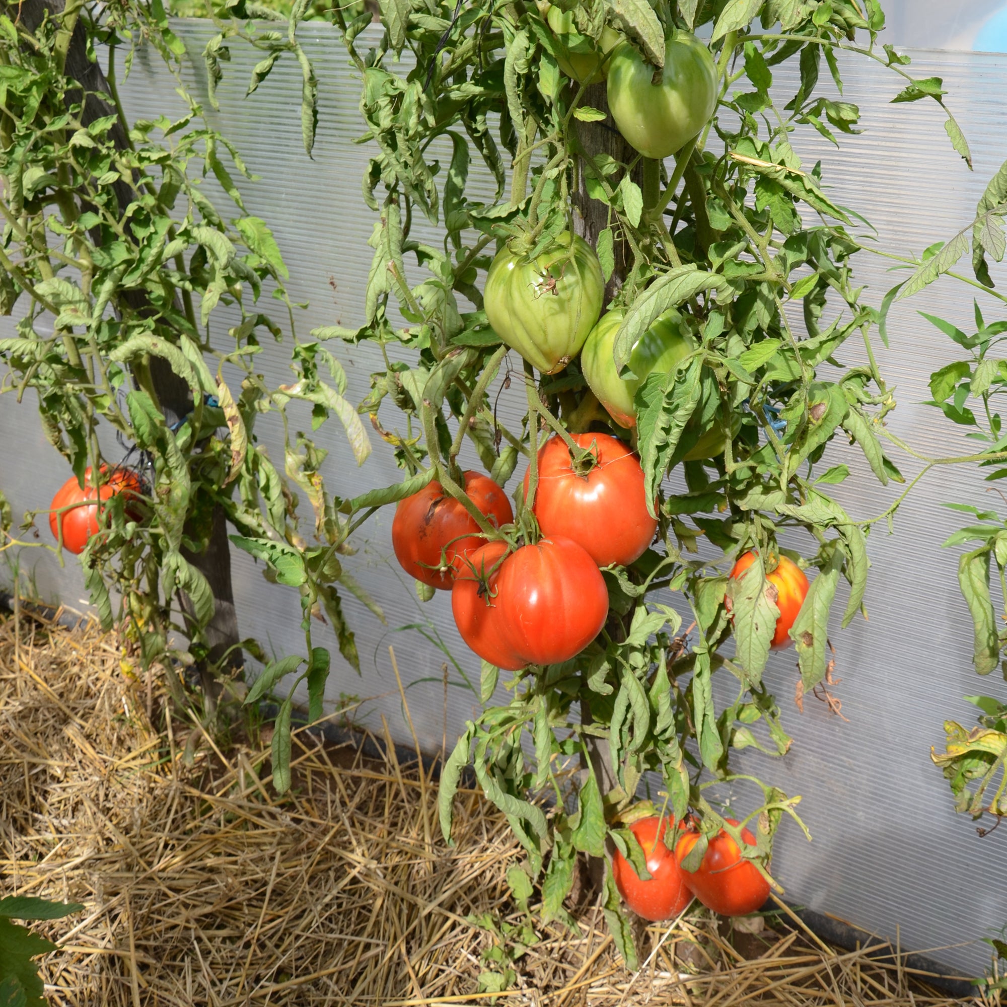 Bakker Tomate Coeur de Boeuf charnue sachet 1.5g 450 graines potager