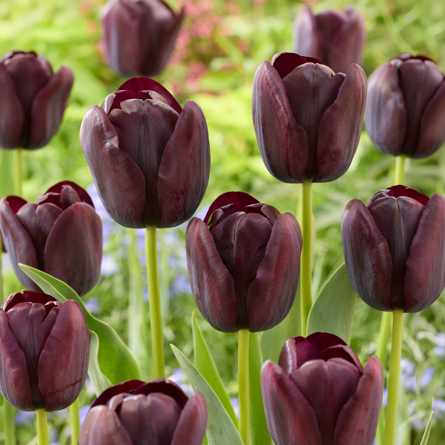 Bakker Bulbes à fleurs Queen of Night tulipes sachet de 7 noire