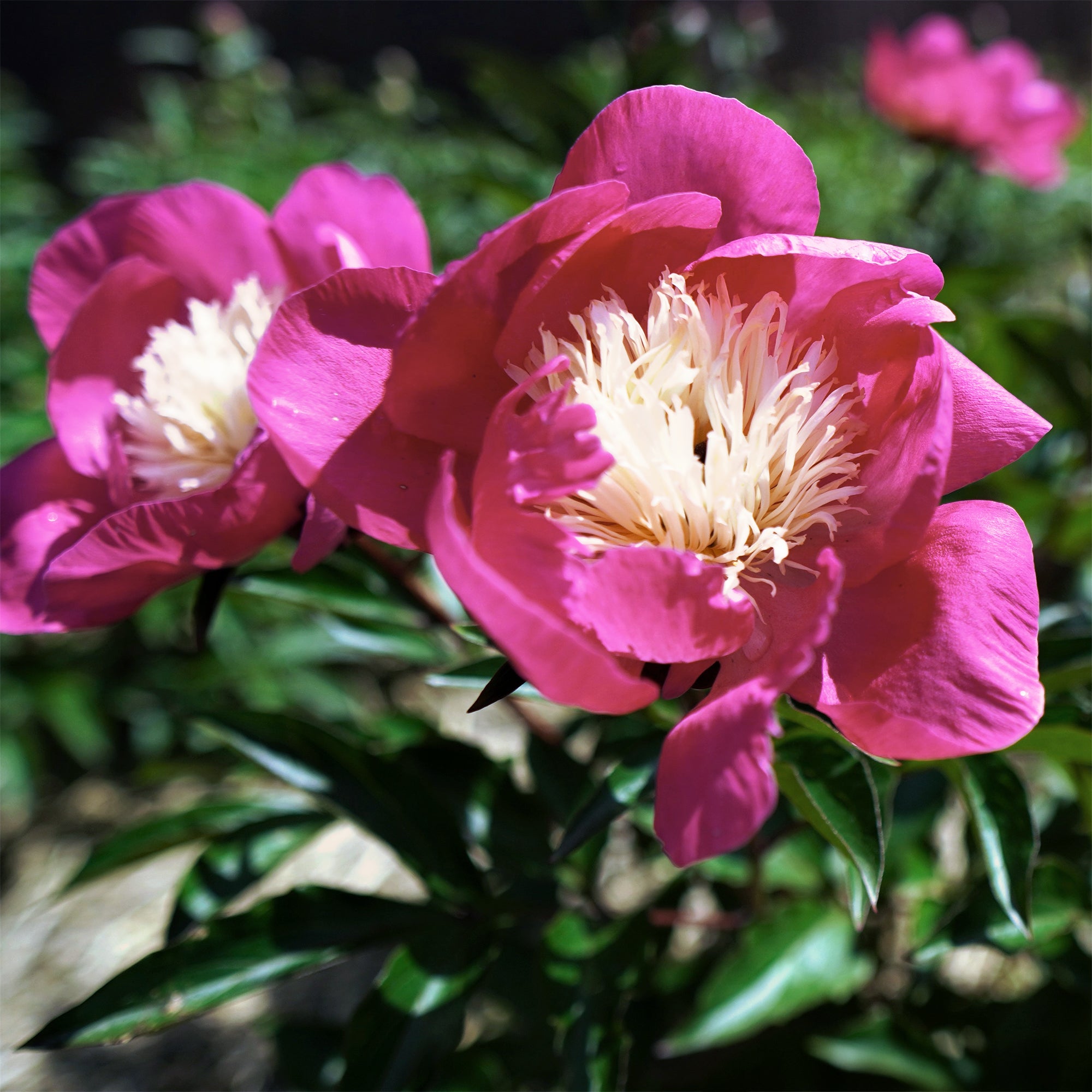 Bakker Pivoine Fantastic plante vivace racine nue fleurs roses