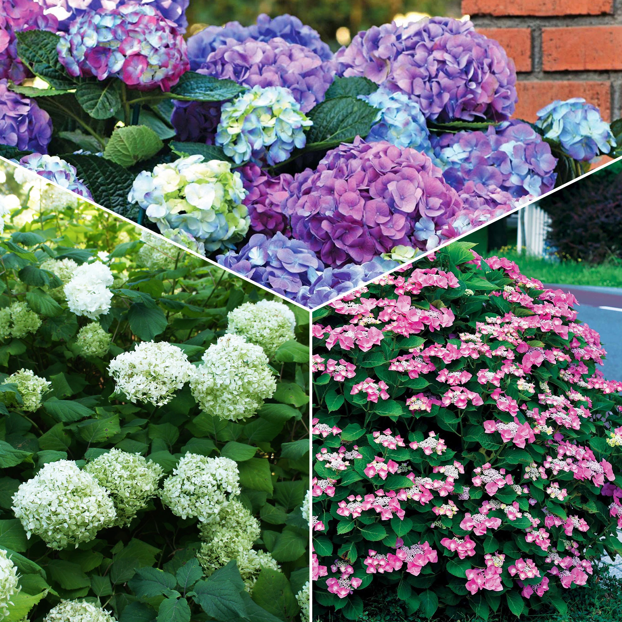 Bakker Hortensias massifs et haies arbuste 3 pots 1,5L