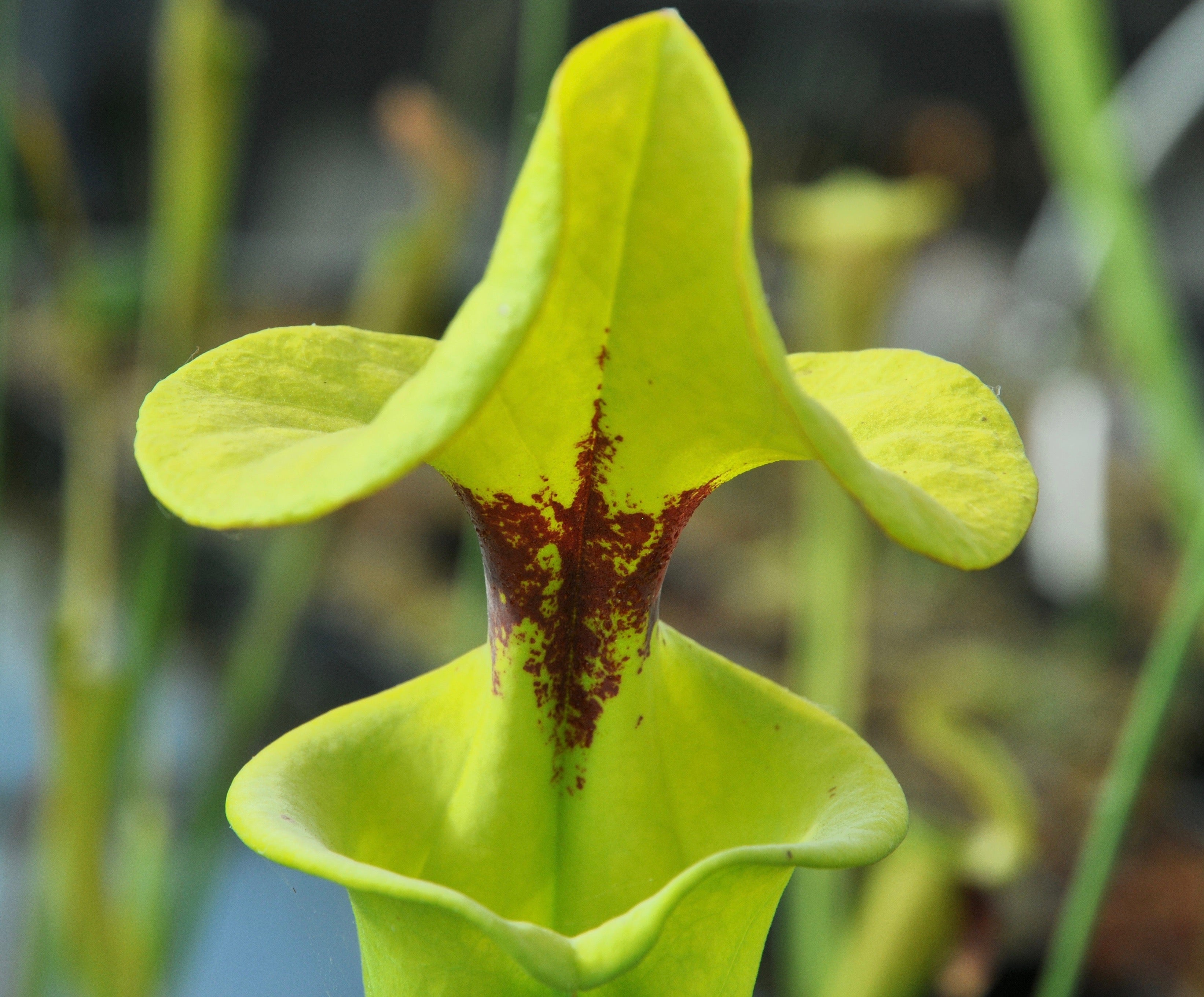 Carniflore Sarracenia flava var. rugelii plante carnivore adulte
