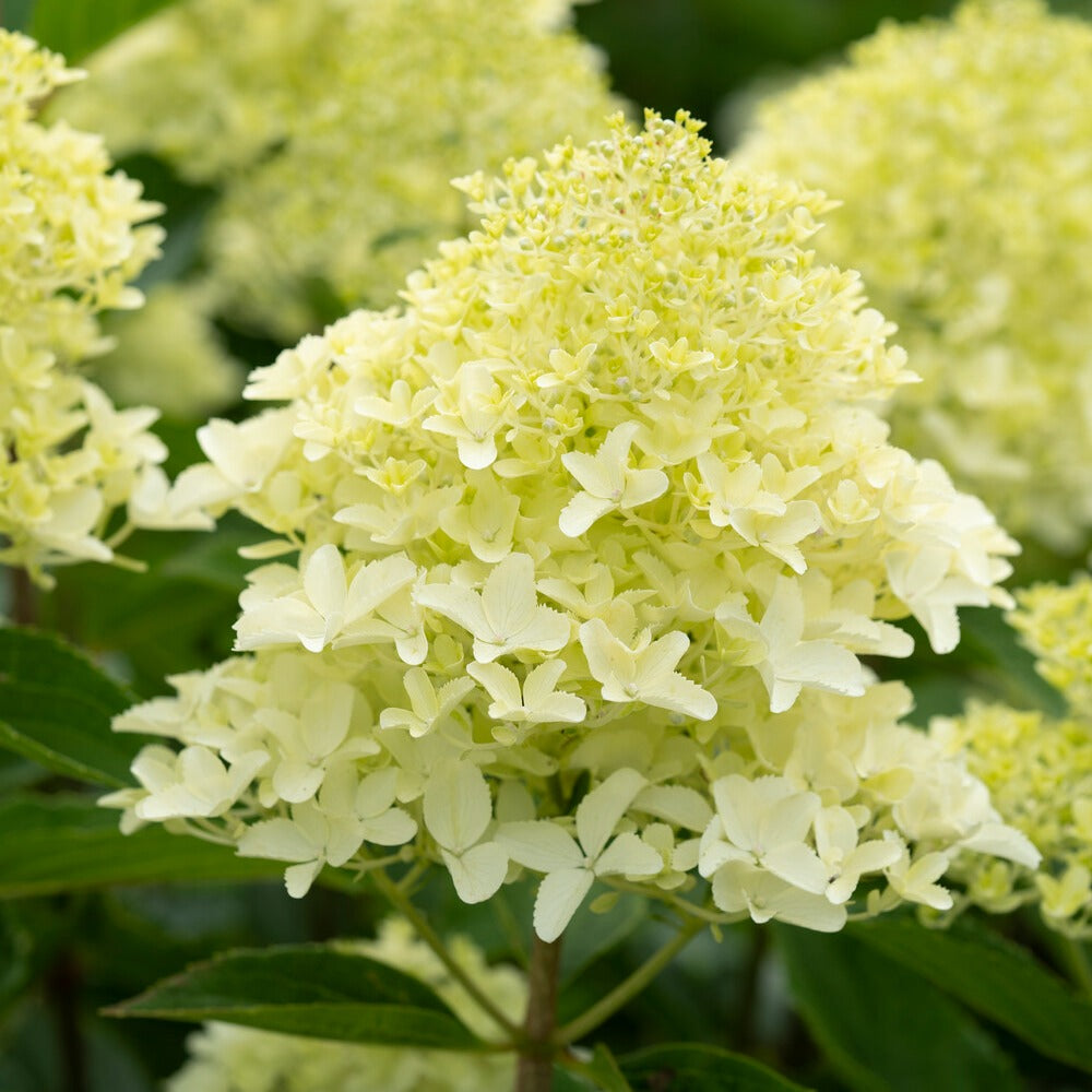Bakker Hortensia Whitelight panicule pot 12cm blanc