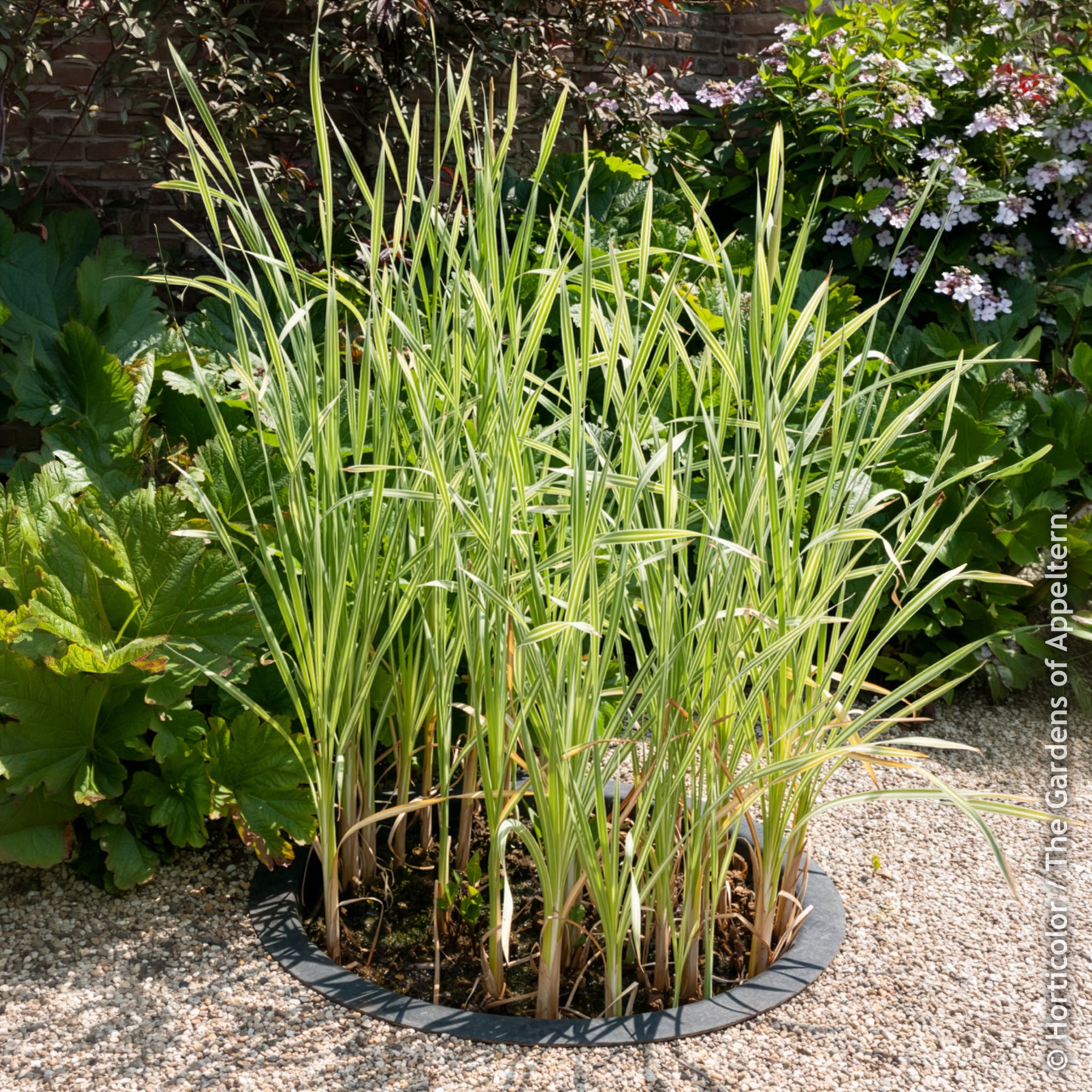 Bakker Typha Variegata massette pot 8cm panachée