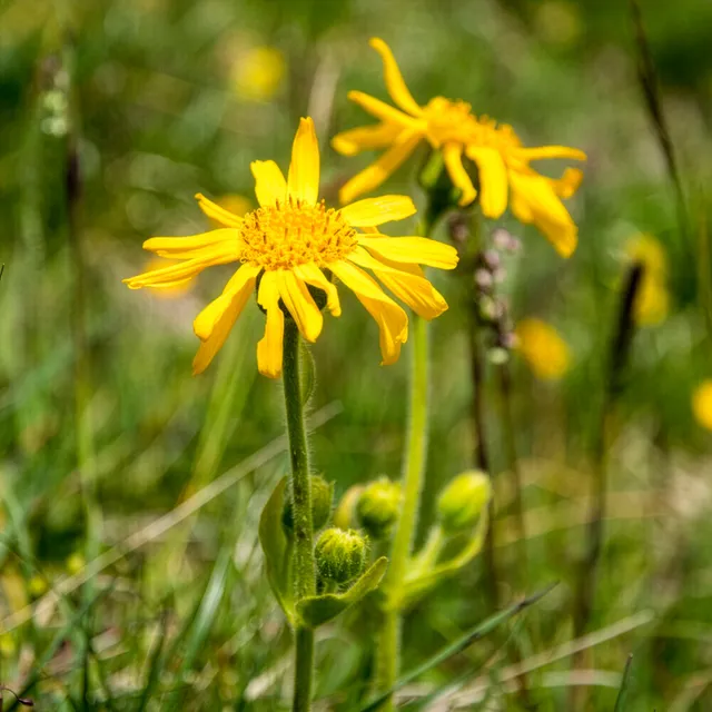 Bakker Arnica des montagnes vivace pot 9cm jaune
