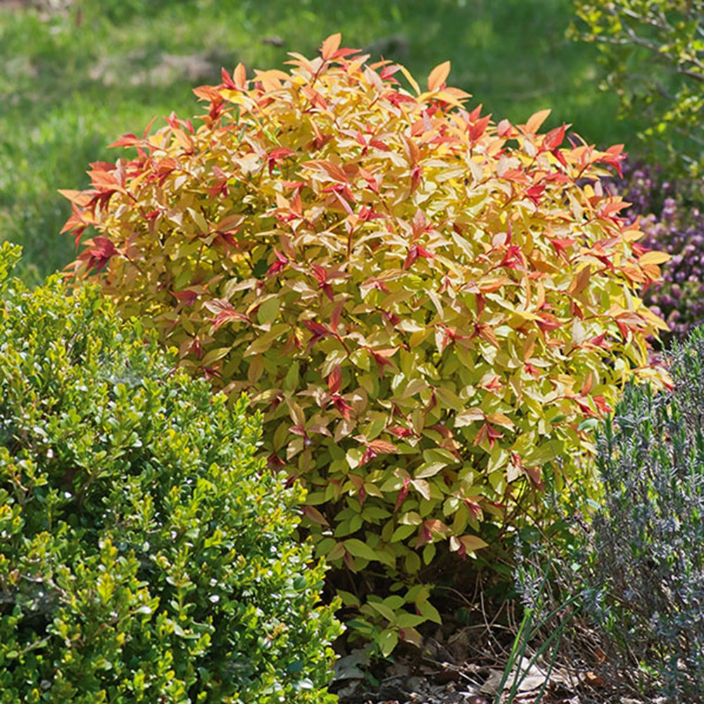 Bakker Goldflame spirée arbuste pot 1,5L doré 20-30cm