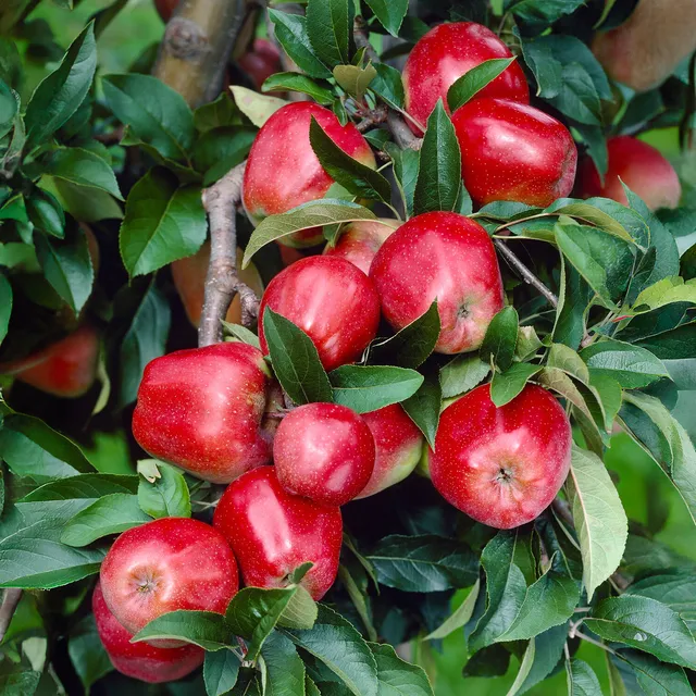 Bakker Pommier Gloster fruitier pot 5L 70-90cm