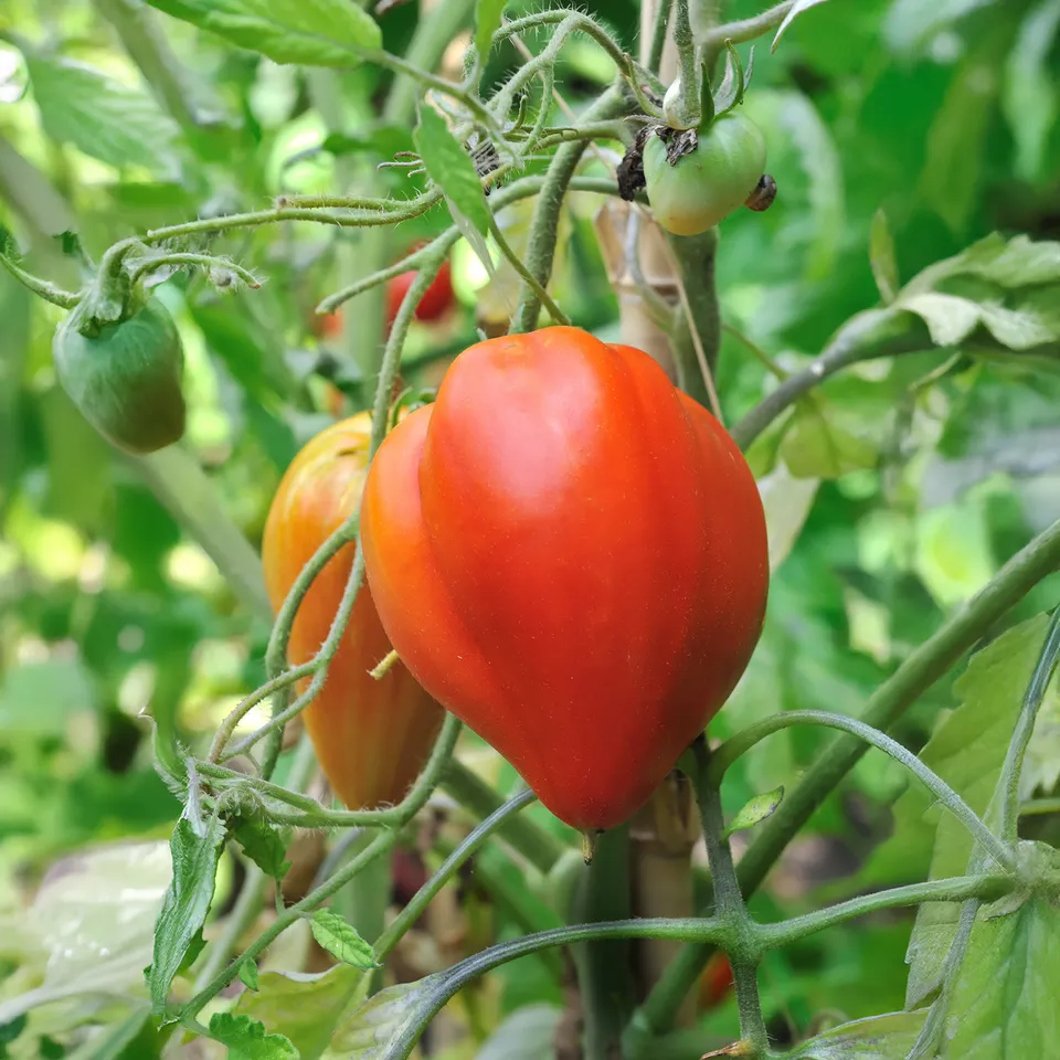 Bakker Tomate Coeur de Boeuf charnue sachet 1.5g 450 graines potager