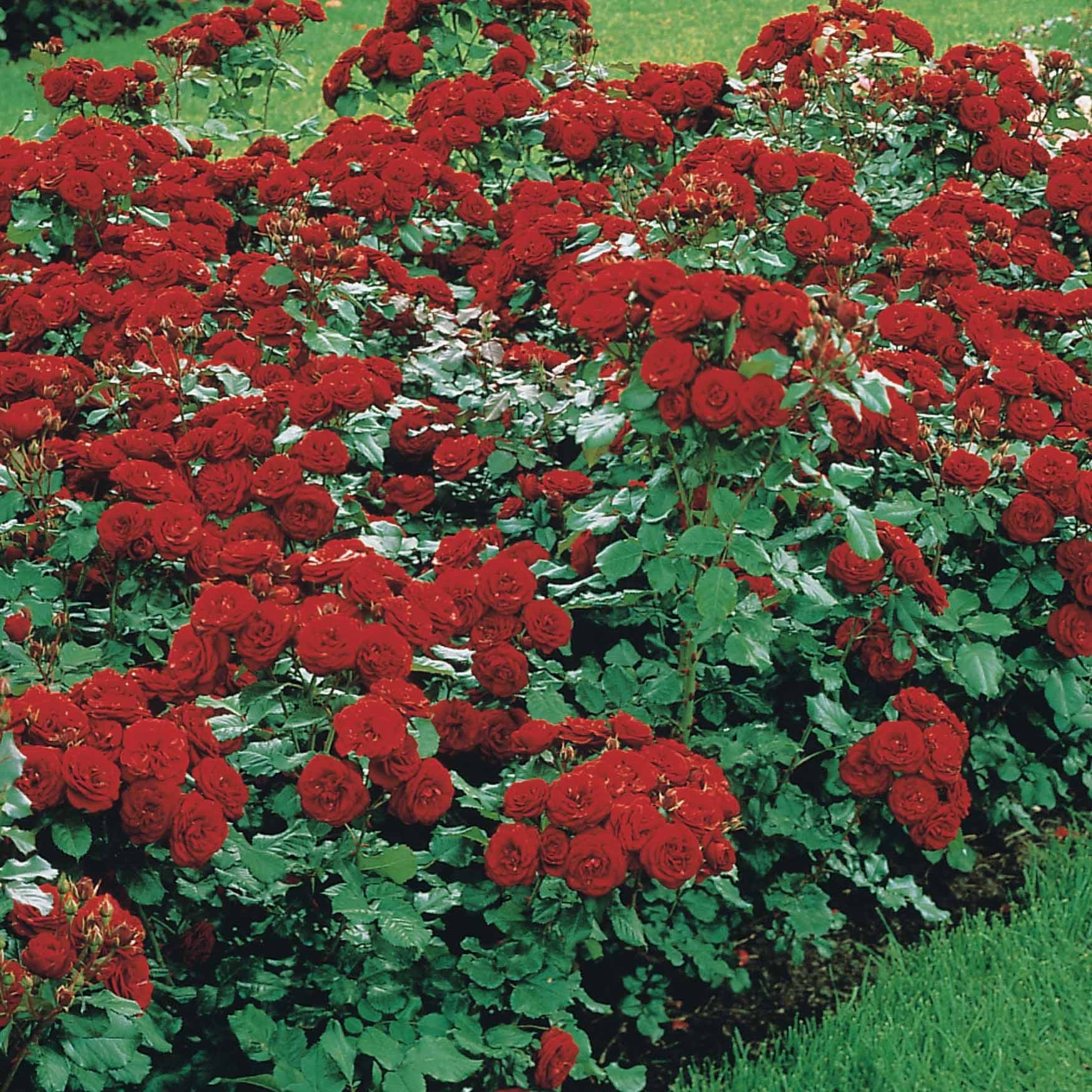 Bakker Rosier Lilli Marleen racines nues 3 plants rouge massif