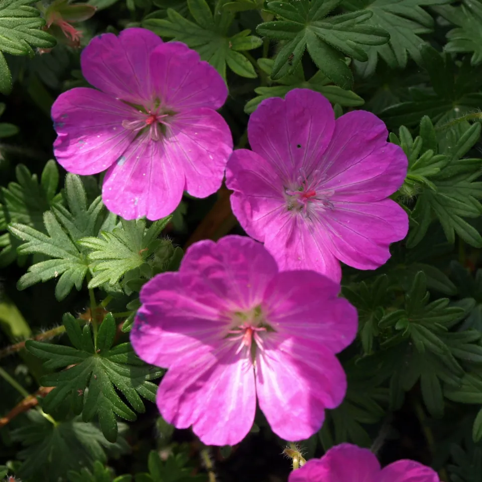 Passion Vivaces Geranium Allan Bloom plante vivace rose godet
