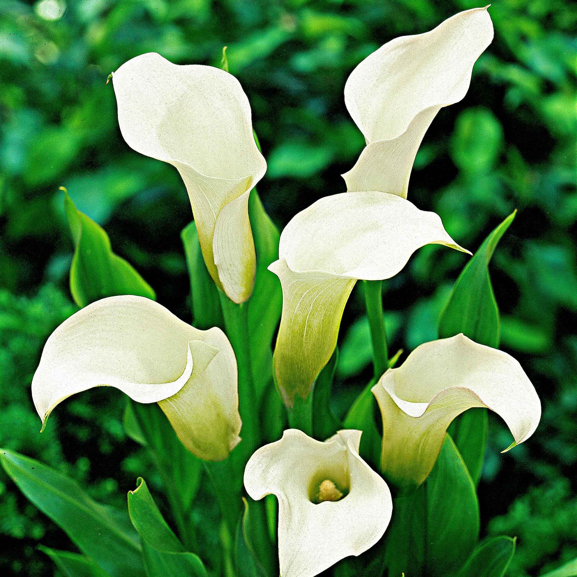 Bakker Arums taches blanches bulbes sachet 2 pièces