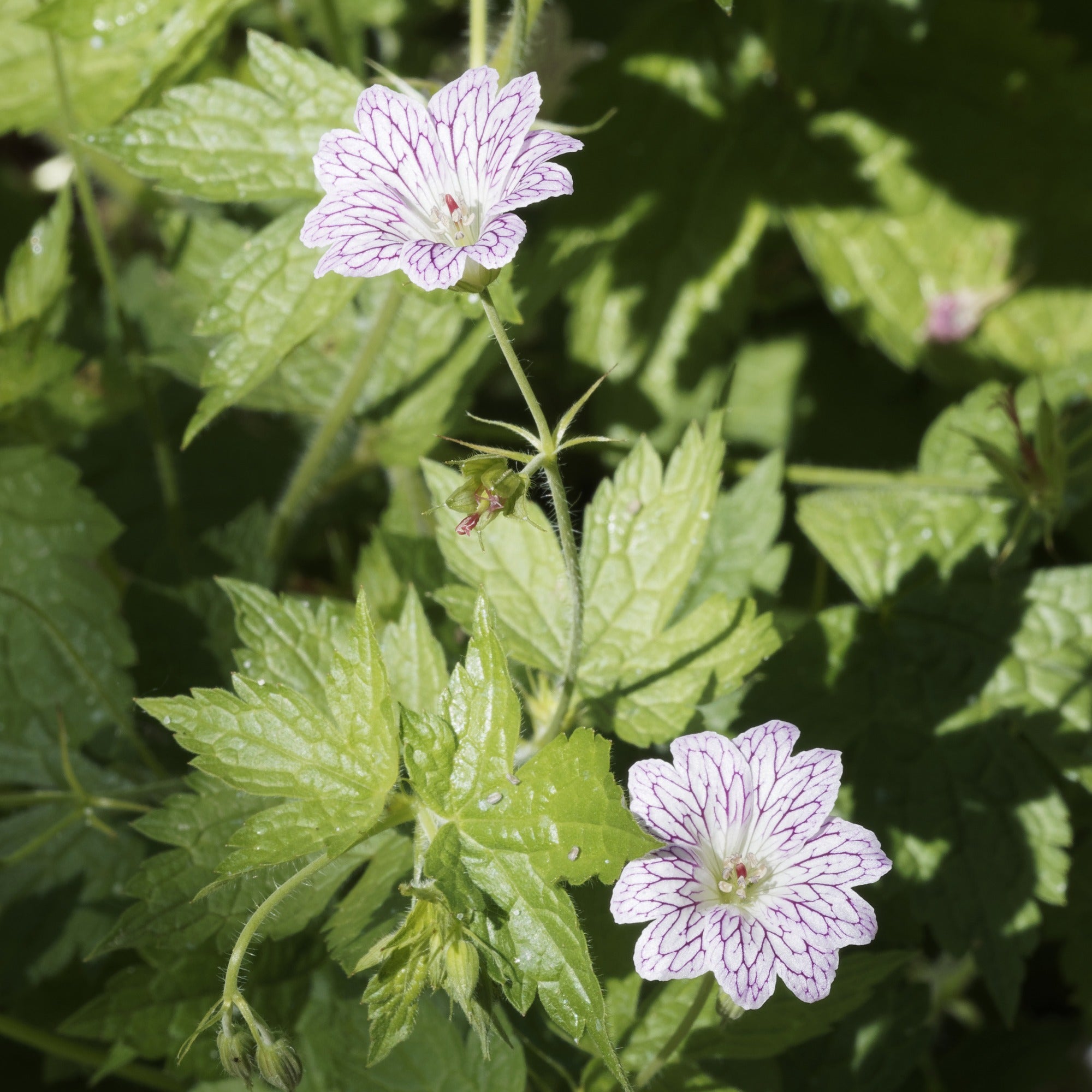 Bakker 9 Géraniums vivaces mélange racines nues couvre-sol