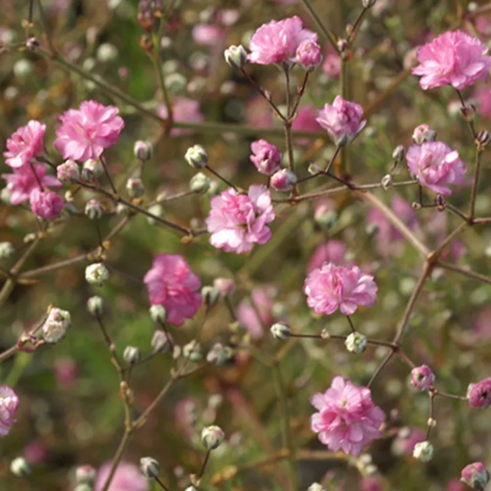 Bakker Flamingo gypsophile rose pot 8cm fleur double 100cm