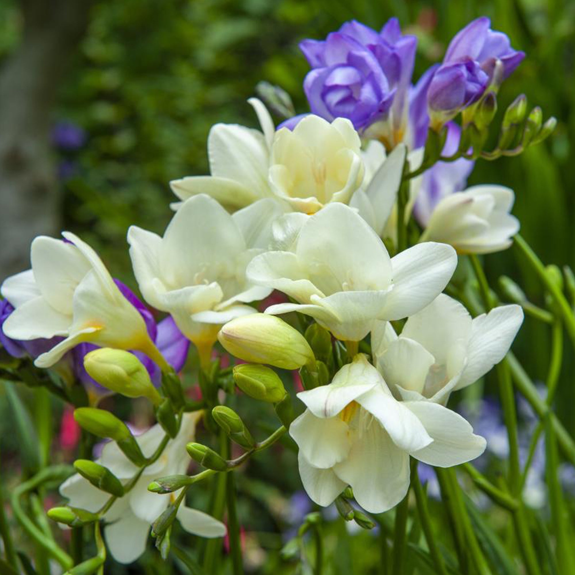 Bakker Bulbes fleurs d'été mélange sachet 30 bulbes