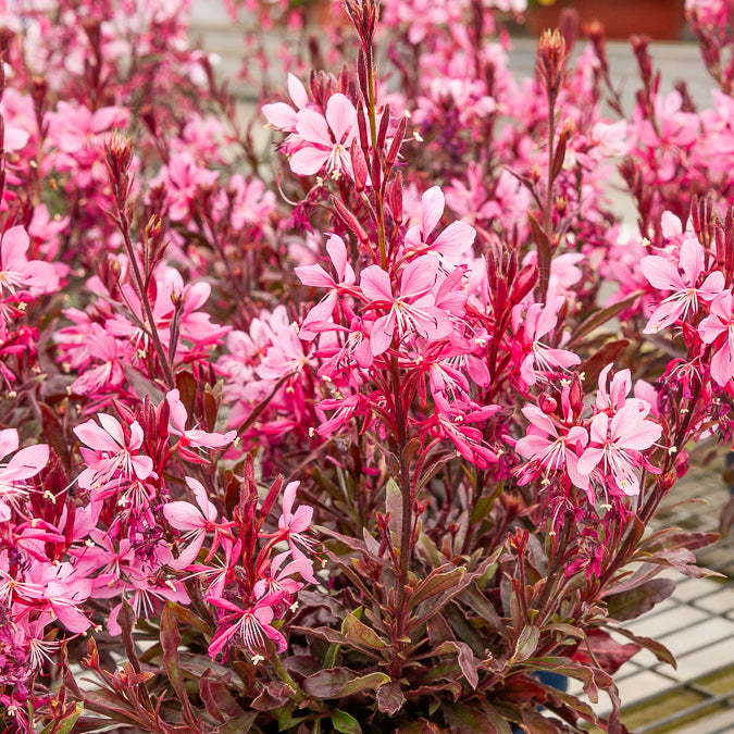 Bakker Crimson Butterflies Gaura pot 9cm rose