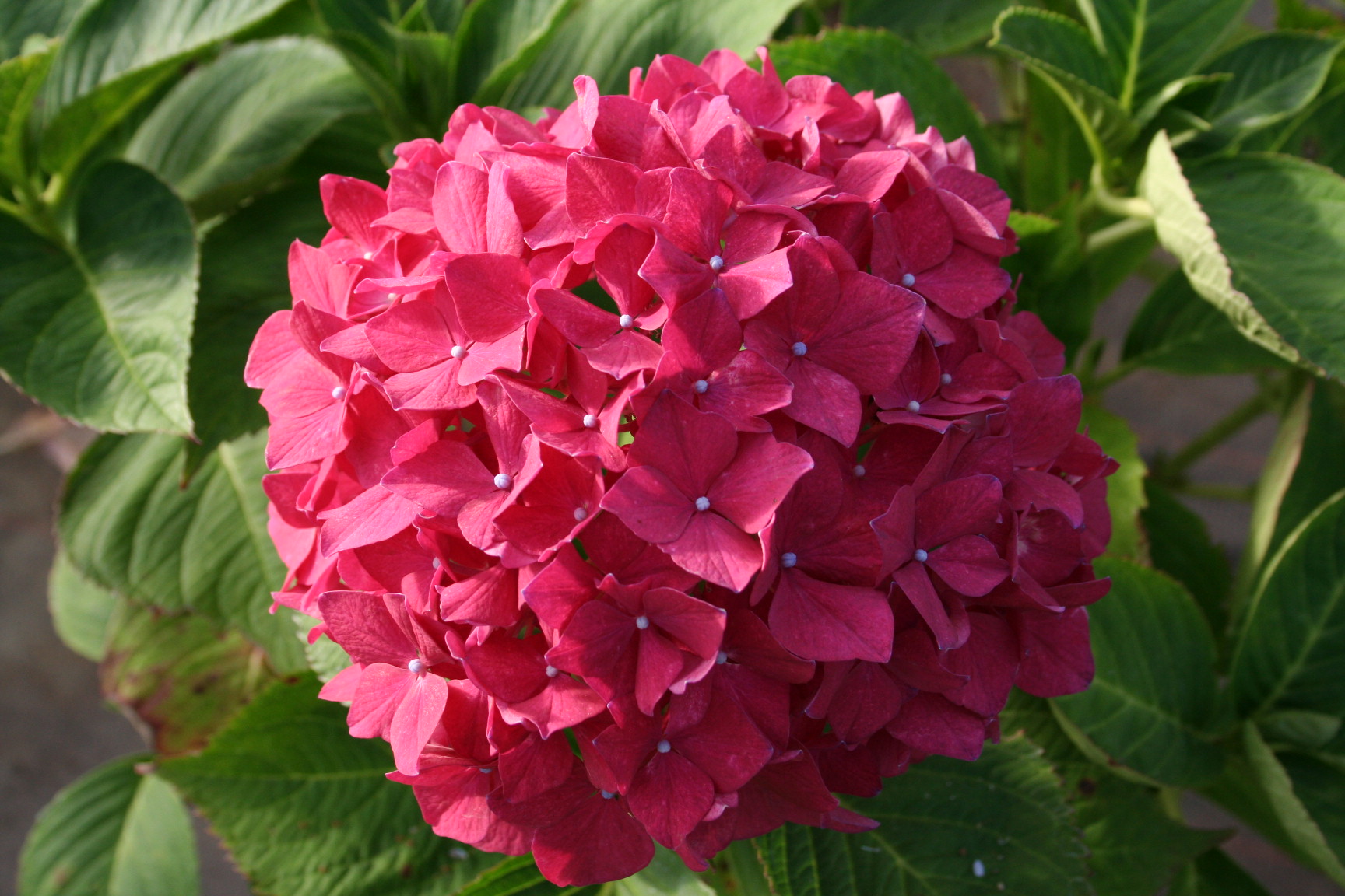 Les Hortensias du Haut Bois Stockholm hortensia boule macrophylla