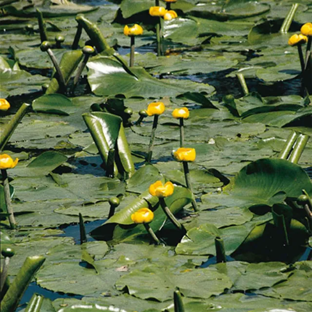 Bakker Bassin Nénuphar commun Nuphar lutea pot Ø 9cm jaune