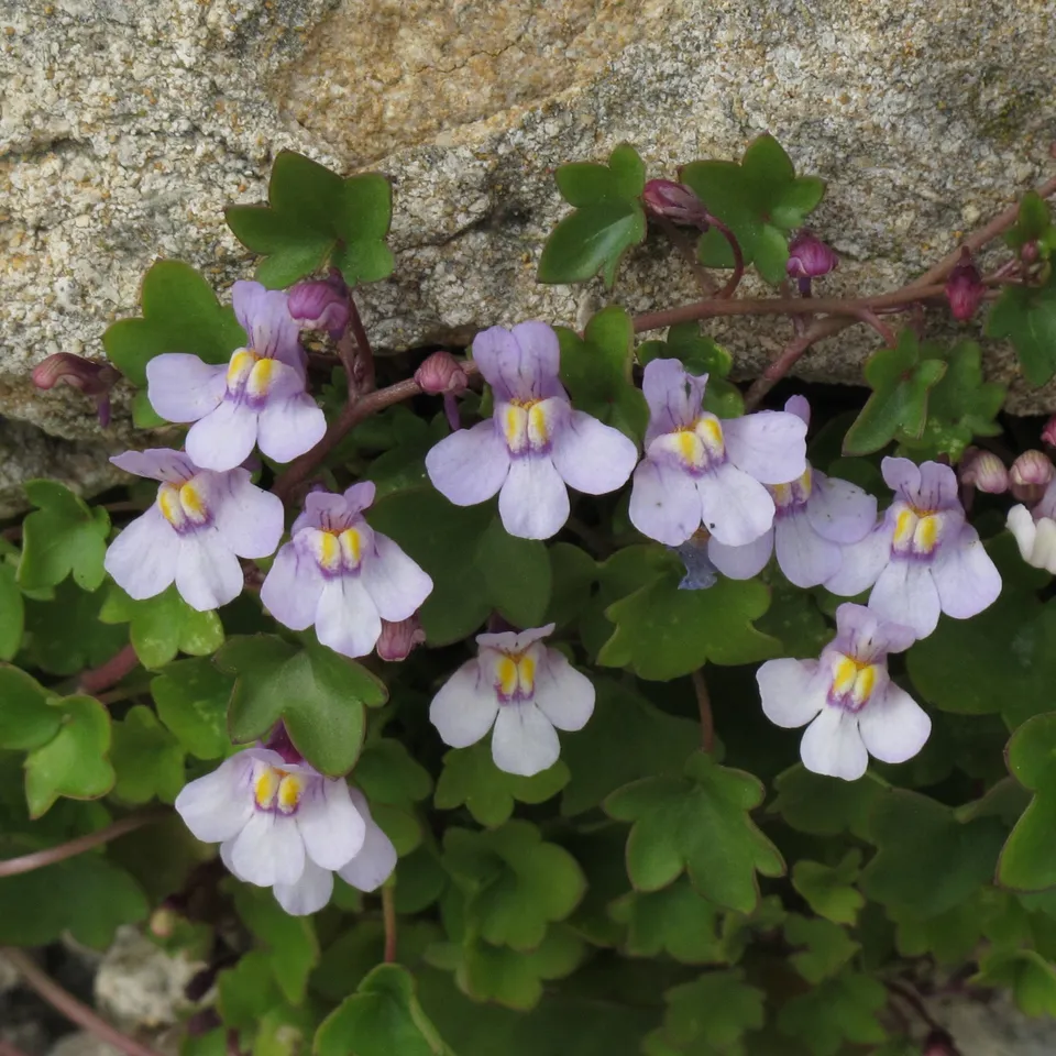 Passion Vivaces Cymbalaria muralis plante vivace pot 1L mauve