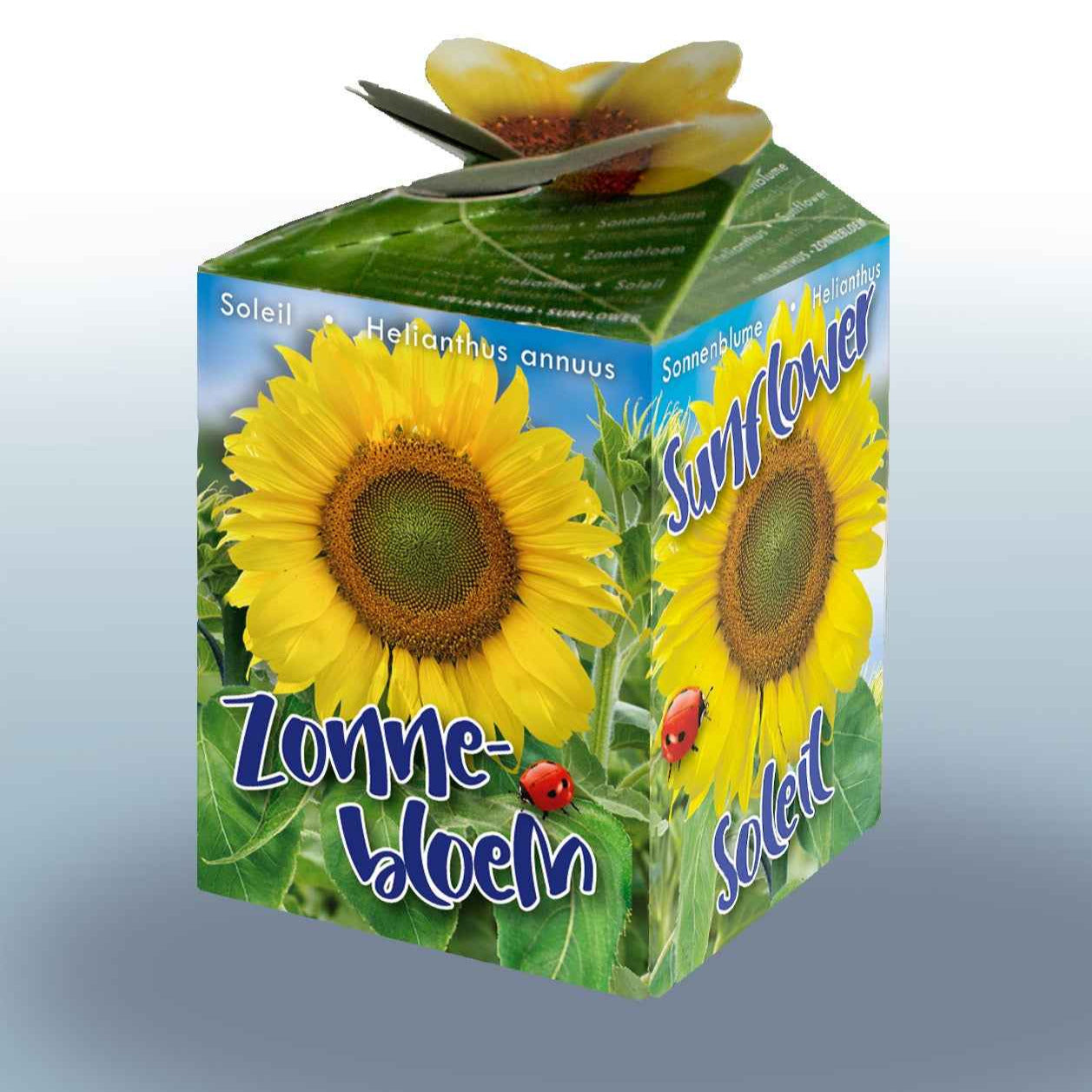 Bakker Kit Tournesol graines fleurs jaunes le kit