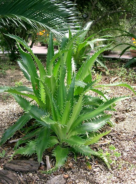 Passion Vivaces Eryngium agavifolium panicaut godet persistant