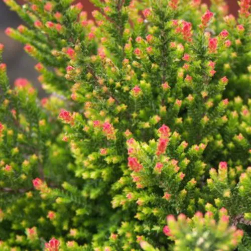 Bakker Bruyère Flamingo Calluna pot 1L rose 15-20cm