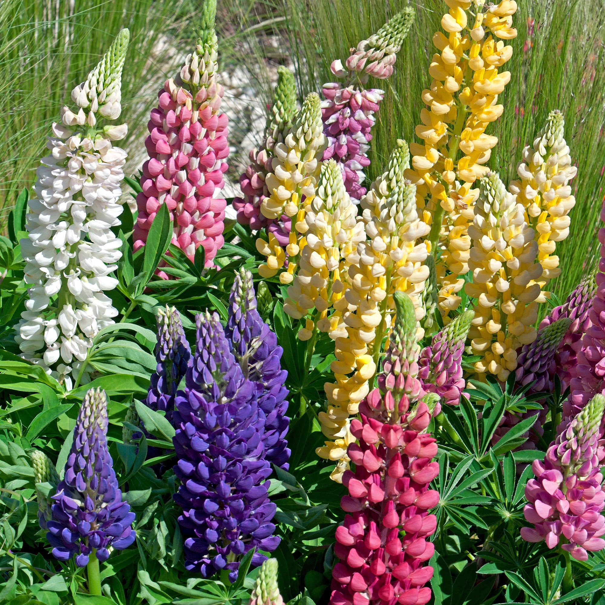 Bakker Lupin Russell mélange 5 vivaces racines nues coloré