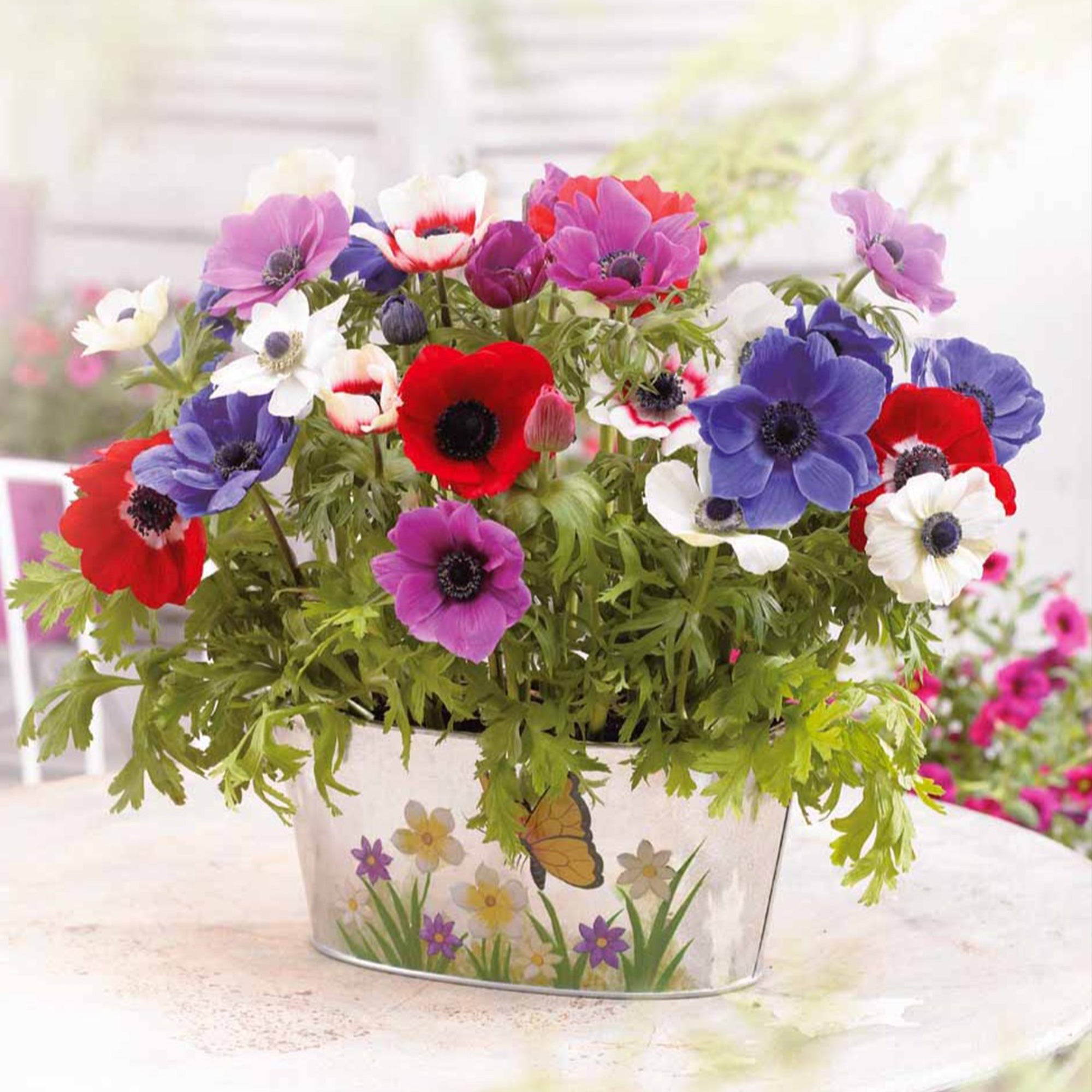Bakker Anémone de Caen mélange sachet 75 bulbes couleurs