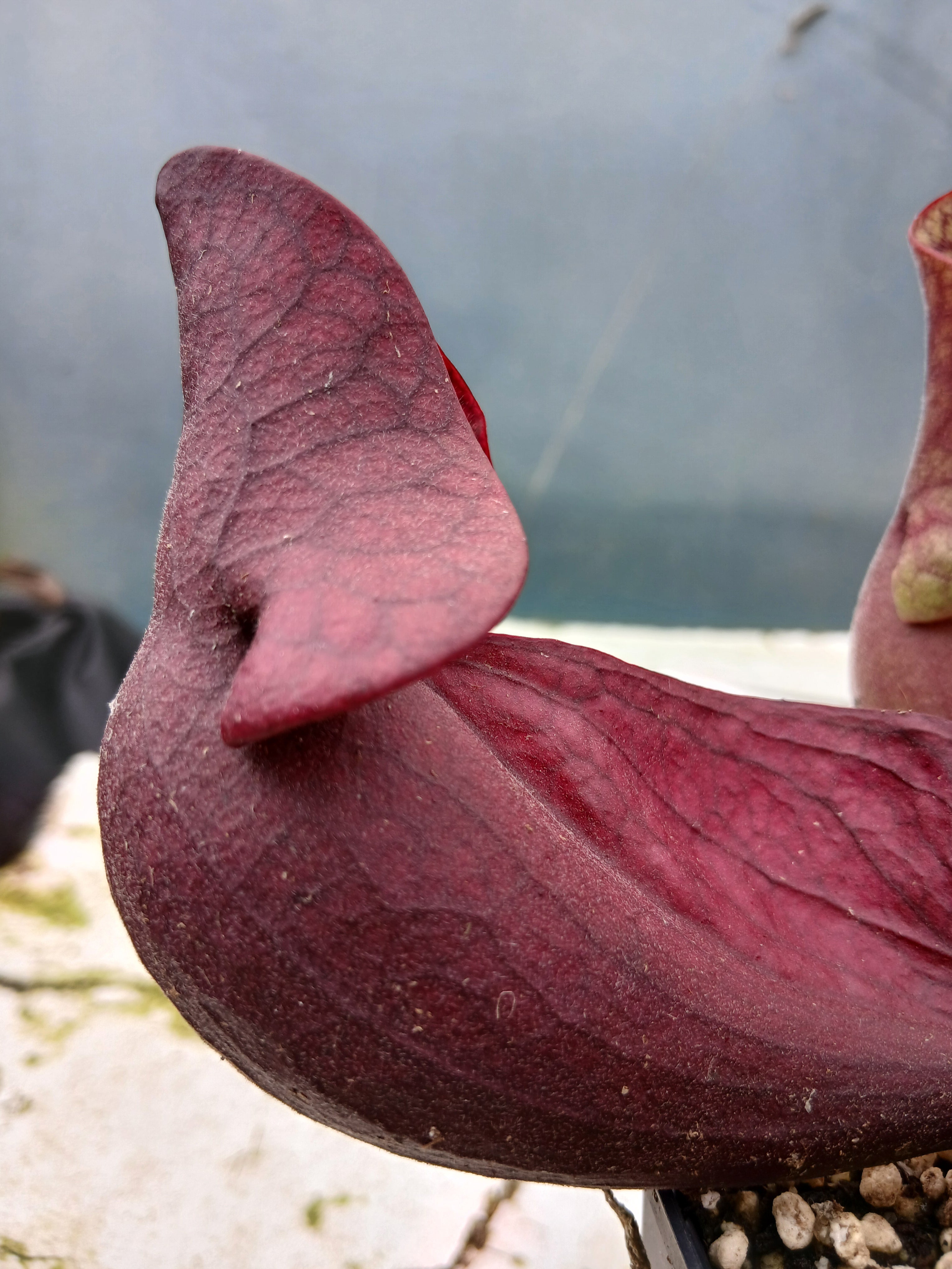 Carniflore Sarracenia purpurea venosa rouge plante carnivore 1 point