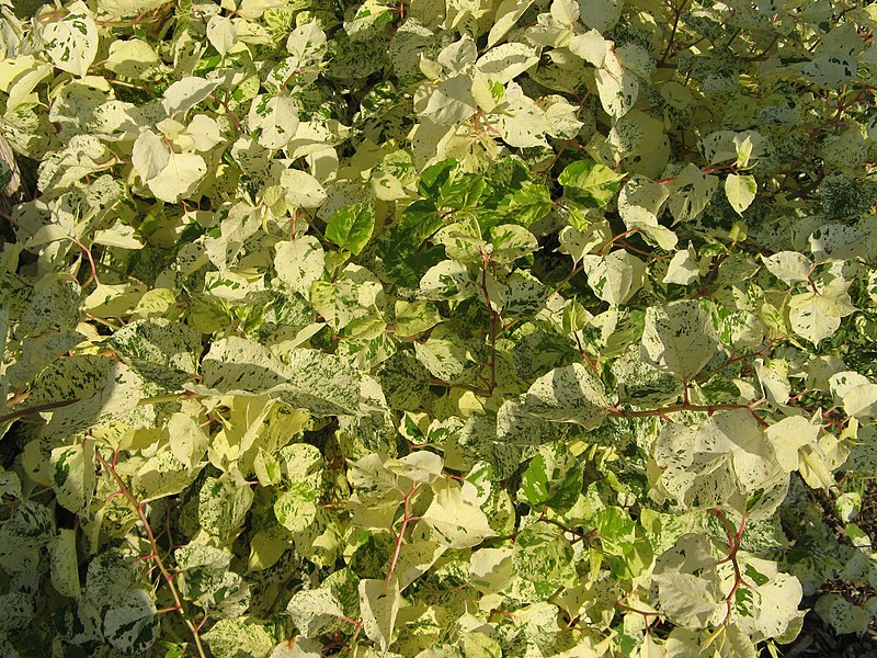 Passion Vivaces Fallopia ‘Milkboy’ renouée 1 L panachée