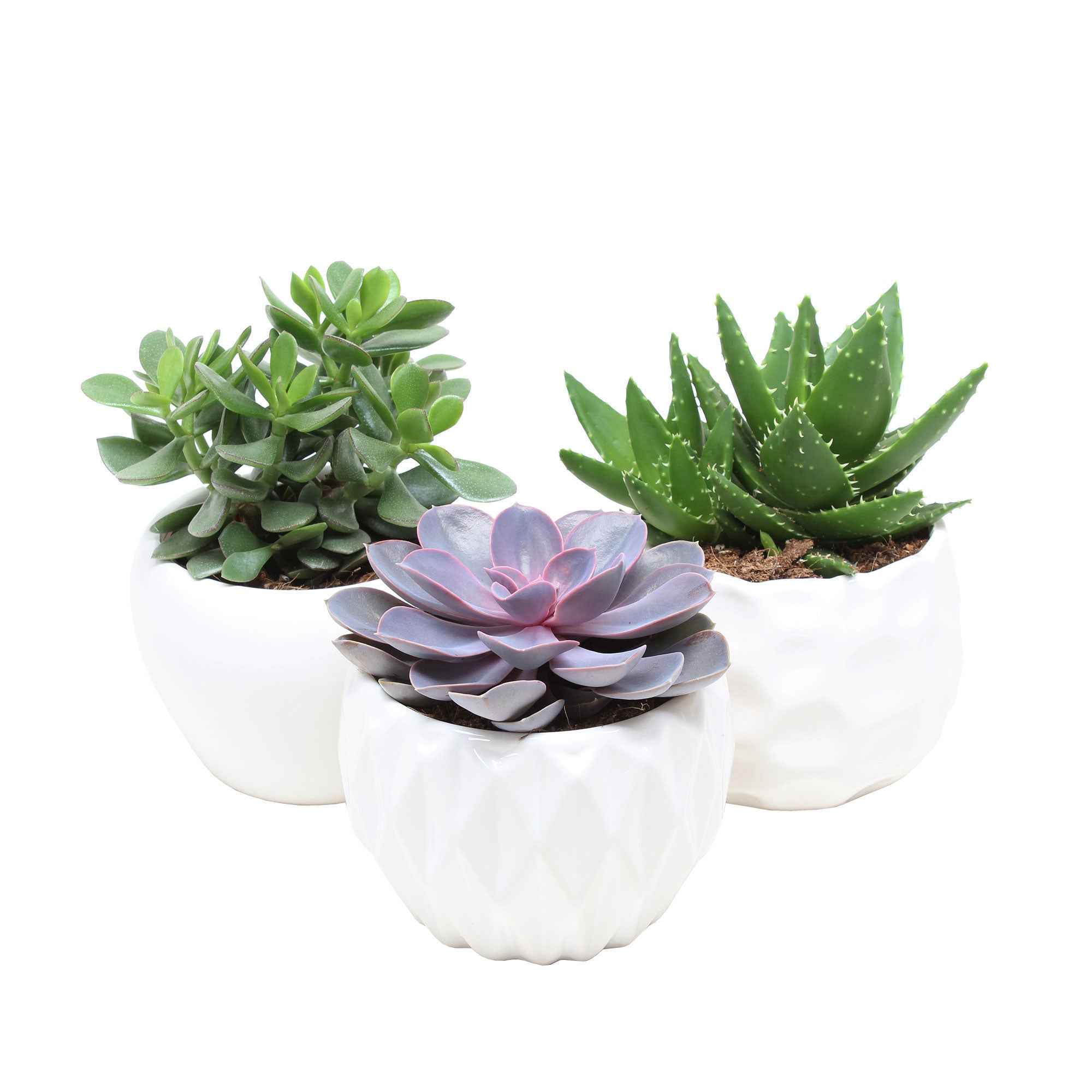 Bakker Collection 3 succulentes plante intérieur 3 pots 12cm