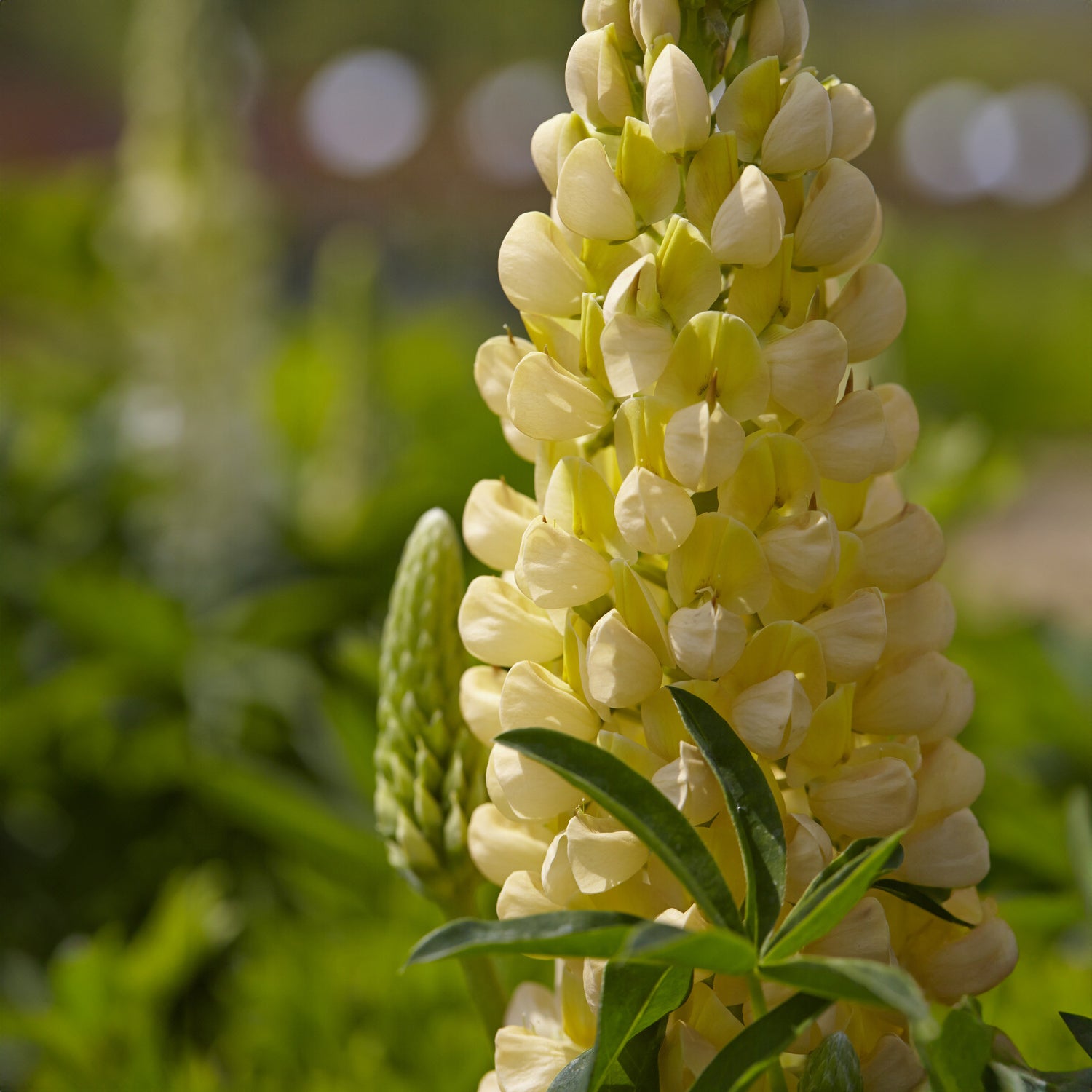 Bakker Lupin Gallery Yellow vivace pot 9cm jaune nain