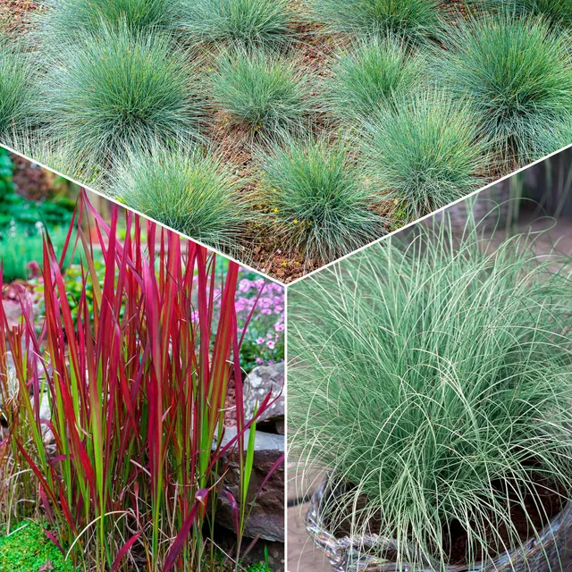 Bakker 3 Graminées colorées vivaces mélange 3 pots Ø9cm