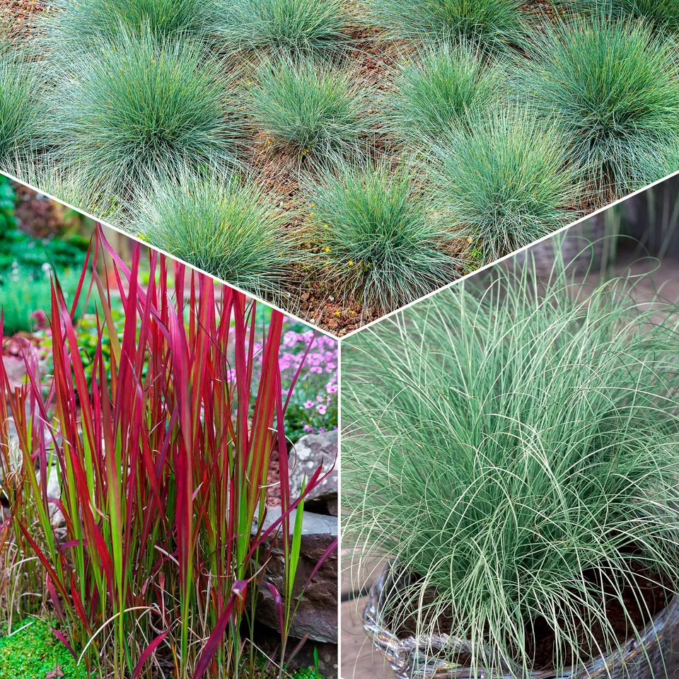 Bakker 3 Graminées colorées vivaces mélange 3 pots Ø9cm