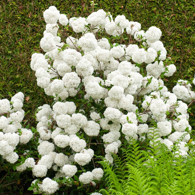 Bakker Boule de neige tige 3L arbuste blanc parfumé 60cm