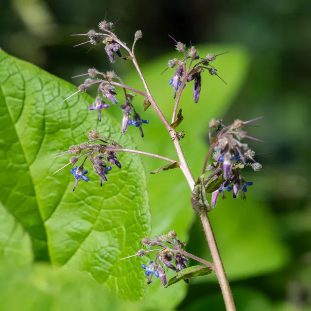 Bakker Trachystemon orientalis plante vivace pot 9cm bleue