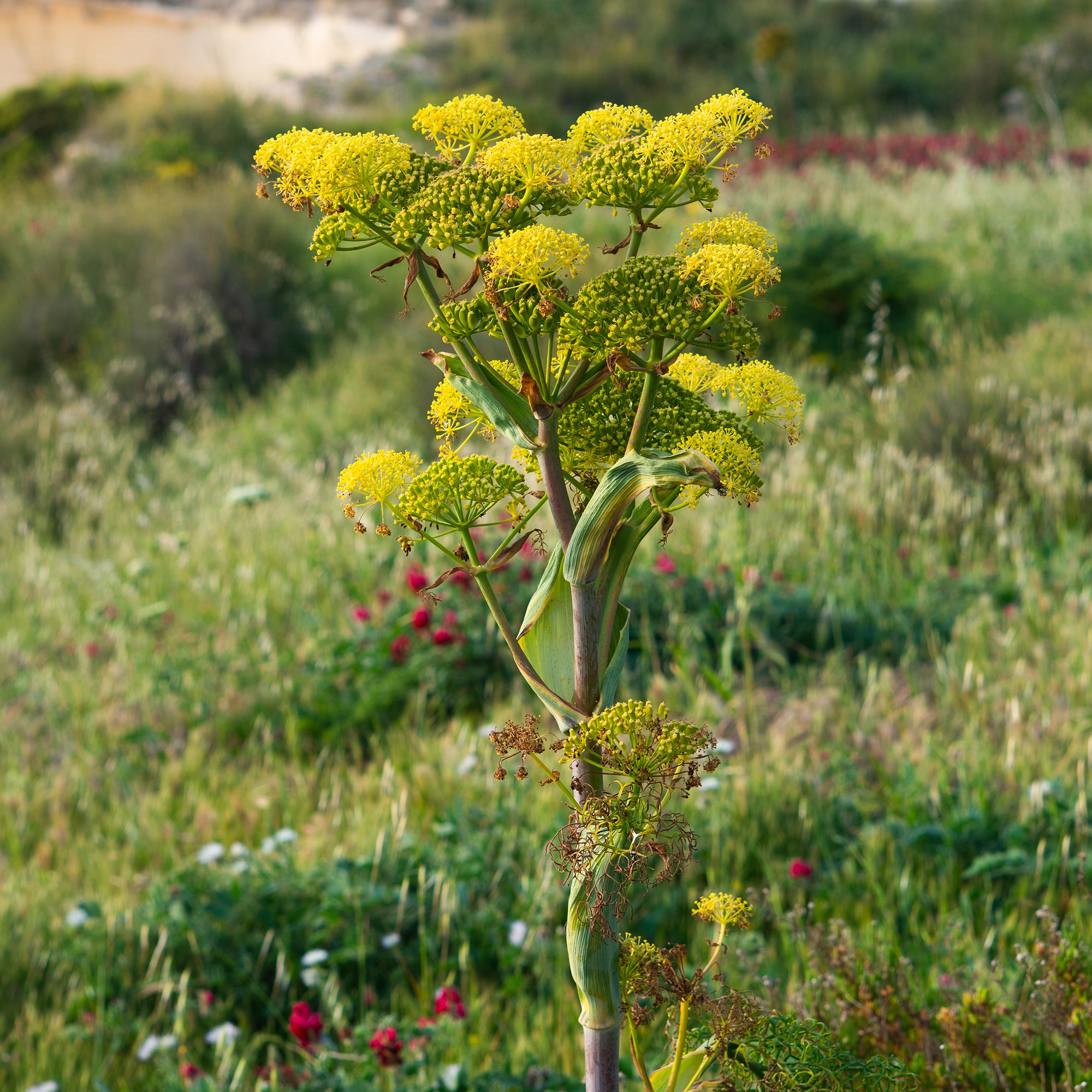 Bakker Férule commune plante d'extérieur pot 8cm jaune