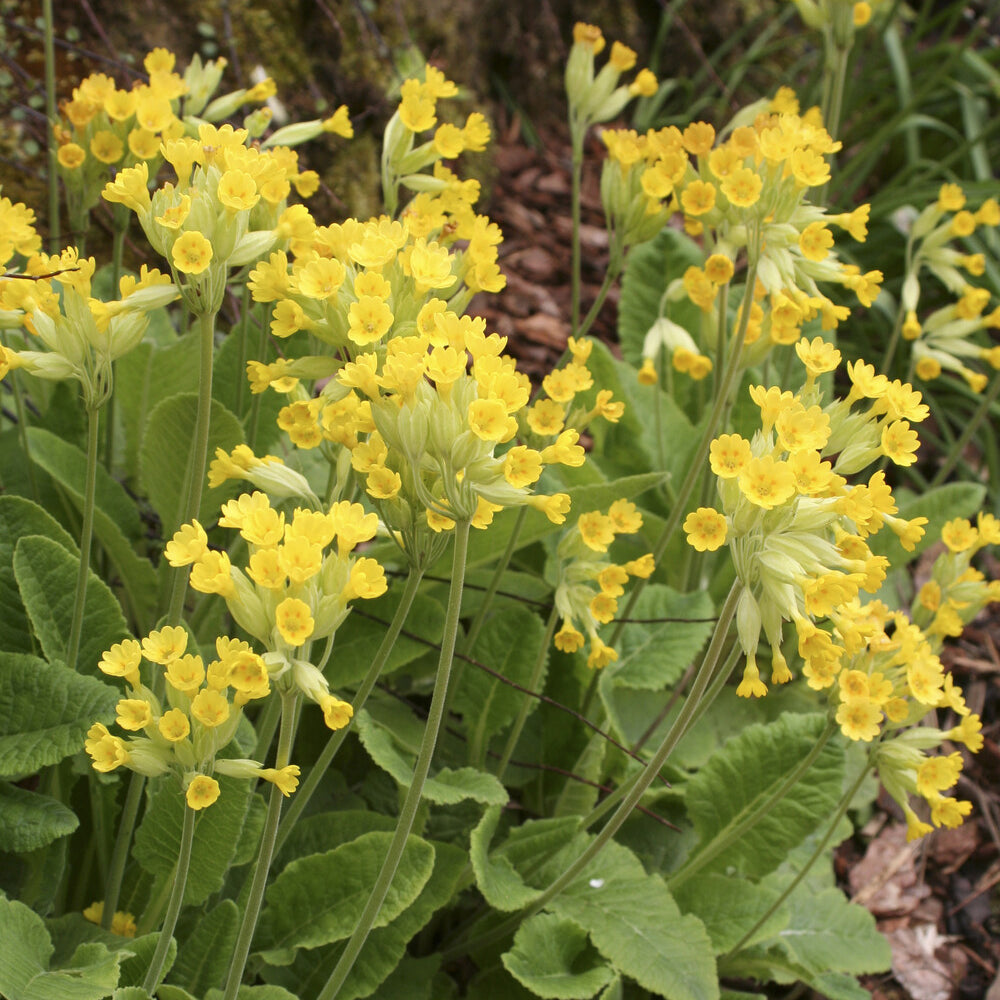 Bakker Primevère Coucou vivace pot 9cm fleurs jaunes