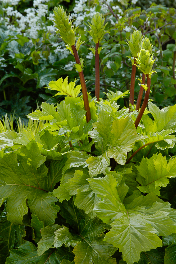 Passion Vivaces Acanthus mollis Hollard’s Gold plante vivace dorée