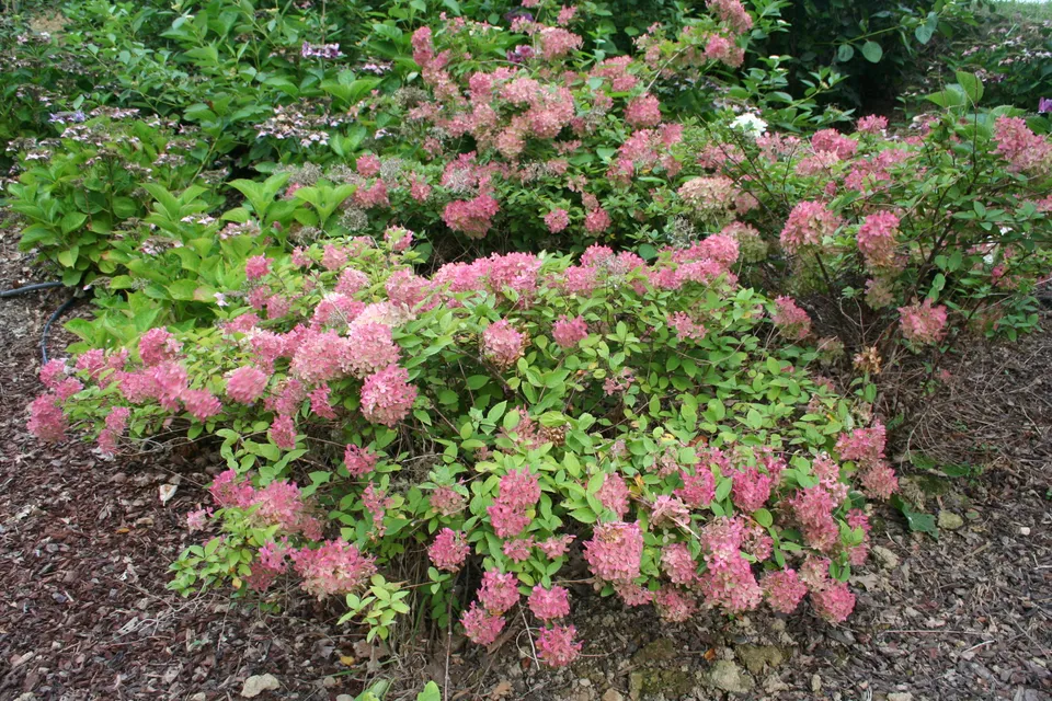 Les Hortensias du Haut Bois Harry's Souvenir hortensia panicule blanc