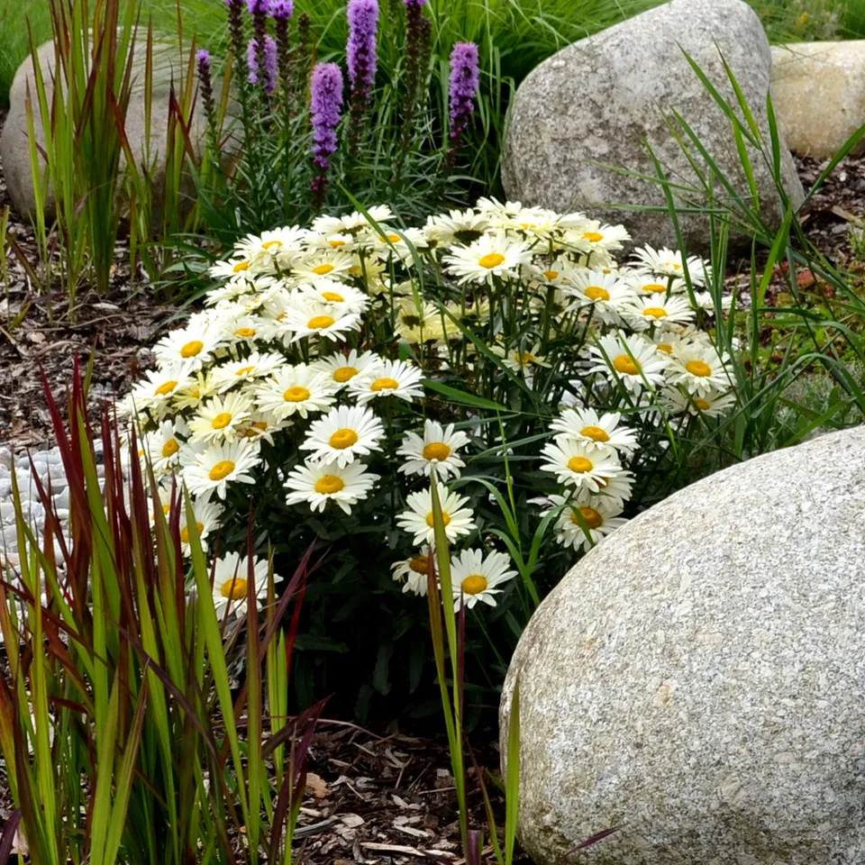 Bakker Marguerite d'été vivace blanche pot Ø9cm naine