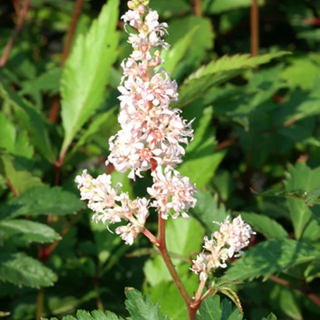 Bakker Astilbe Peach Blossom vivace pot 8cm rose pêche