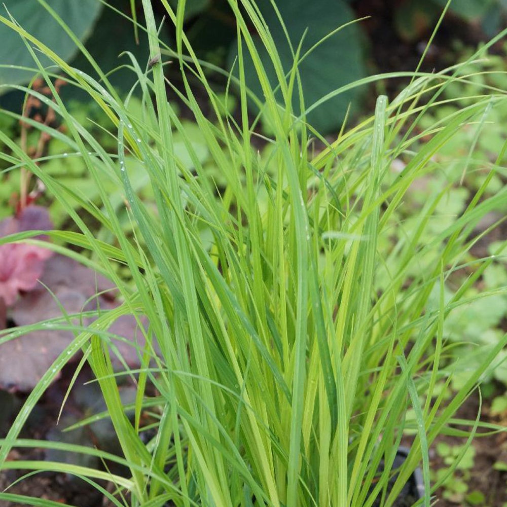 Bakker Carex laîche des marais graminée humide pot 8cm